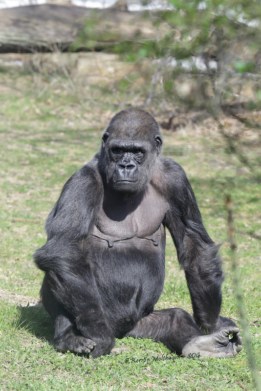 Undi in der Sonne (Wilhelma)