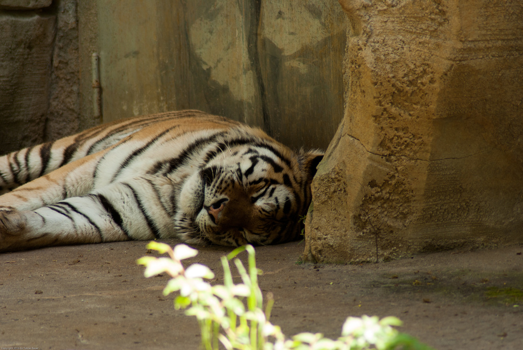 Amurtiger