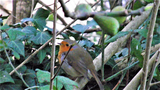 Couldn't  believe this robin sat there by me