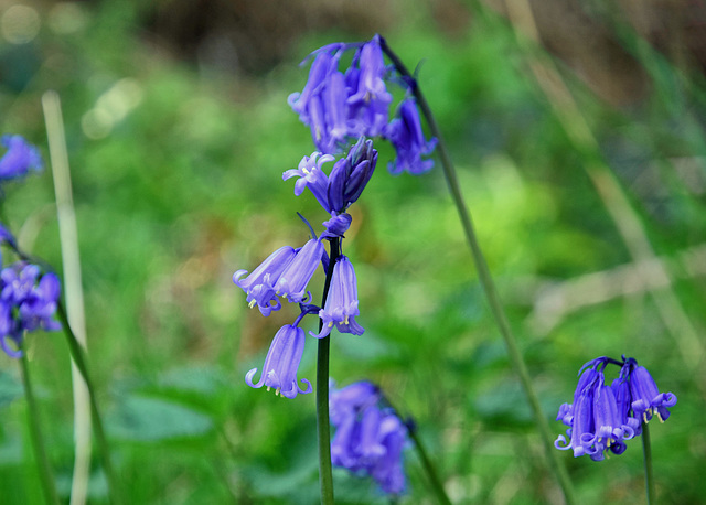 Bluebells