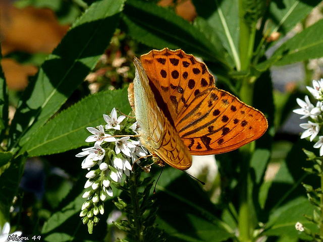 PAPILLON