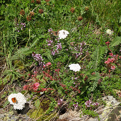 Alpine flora.