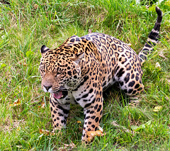 Jaguar7