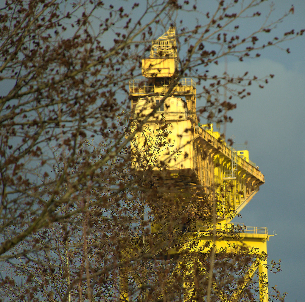 Yellow Cranes On The Tyne