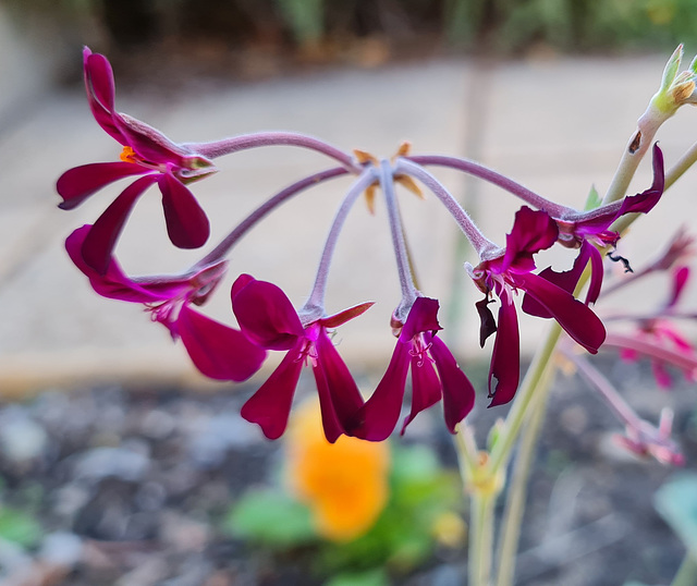 South African species of pelargonium