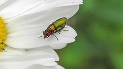 20200609 8257CPw [D~LIP] Glänzender Eckschildprachtkäfer (Anthaxia nitidukda) [m+w], Bad Salzufle