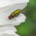 20200609 8257CPw [D~LIP] Glänzender Eckschildprachtkäfer (Anthaxia nitidukda) [m+w], Bad Salzufle