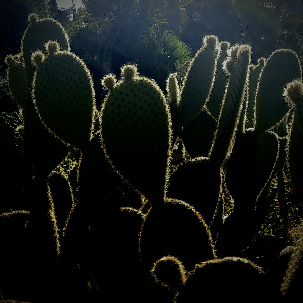 Backlit cacti.