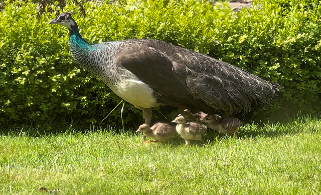 Peahen with her four chicks