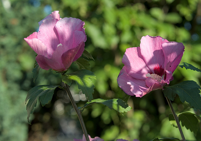 Hibiscusblüten