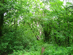 Woodland near The Hermitage.