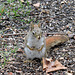 Red Squirrel