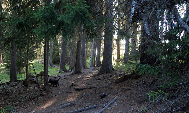 allons dans les bois...