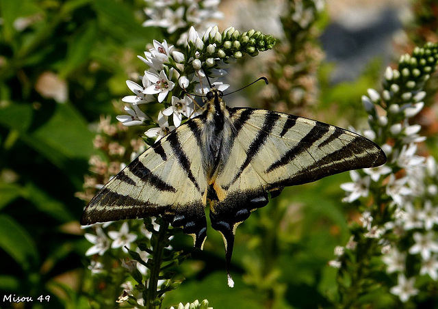 PAPILLON