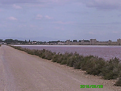 20150526 0133PSw [F] Saline, Aigues Mortes, Camargue