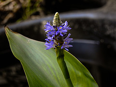 20200920 9834CPw [D~LIP] Hechtkraut (Potedaria cordate), Bad Salzuflen