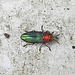 20200609 8264CPw [D~LIP] Glänzender Eckschildprachtkäfer (Anthaxia nitidukda) [w], Bad Salzuflen