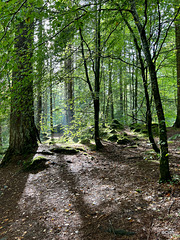 The woods in Strathbraan