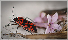 firebug