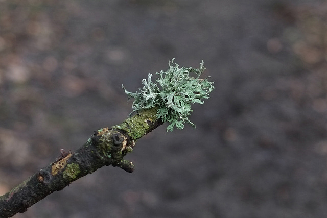 Lichen