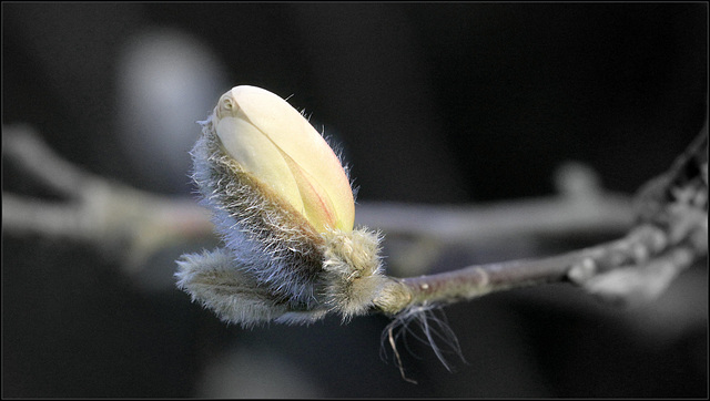 Magnolia