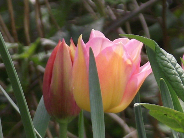 Two gorgeous tulips