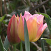 Two gorgeous tulips