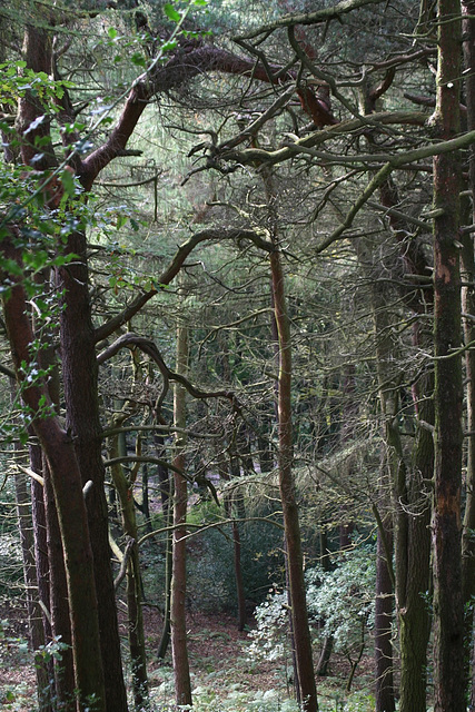 In the canopy