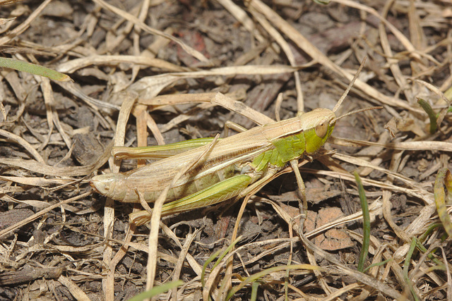 IMG 8281grasshopper