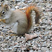 Red Squirrel