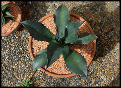 Agave salmiana v. ferox (5)