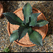 Agave salmiana v. ferox (5)