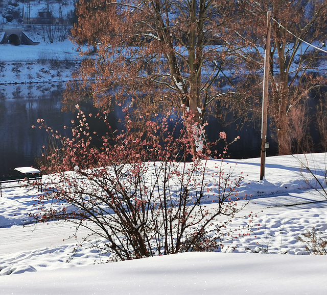 Rechte Elbseite im Sonnenlicht mit Duftschneeball