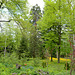 Bulgaria, Sofia, Young Sequoia in the Park at Boyana Church