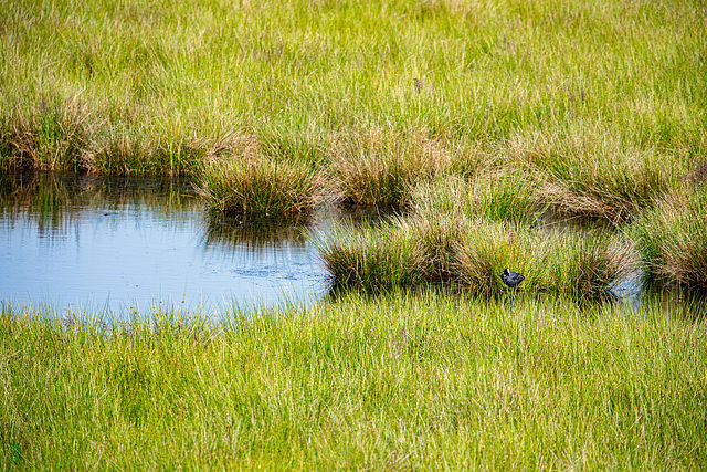 Naturschutzgebiet Theikenmeer