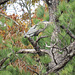 Great blue heron in a pine tree