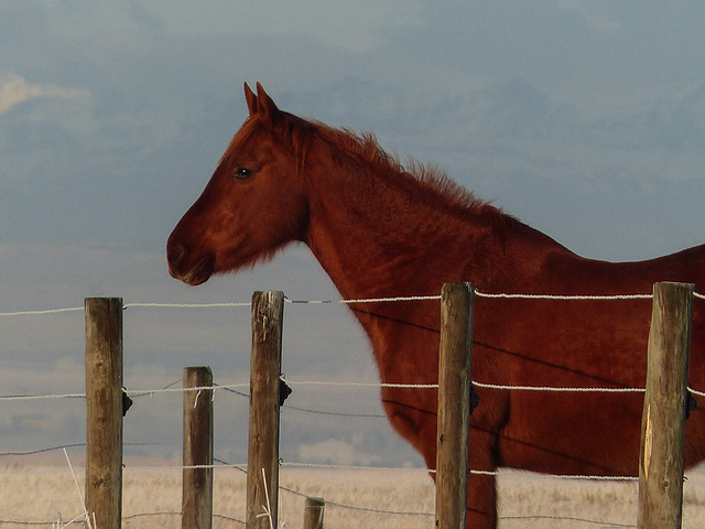 Horse on the prairie