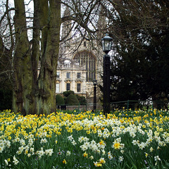Cambridge - Clare College - spring flowers on the 'backs' 2016-04-01