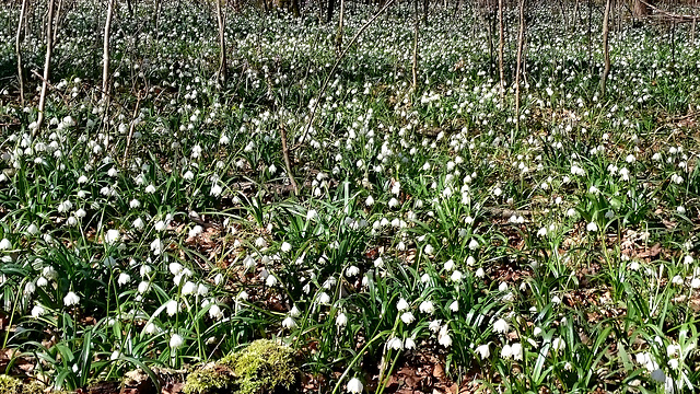 Märzenbecher im Oberen Schenkenwald