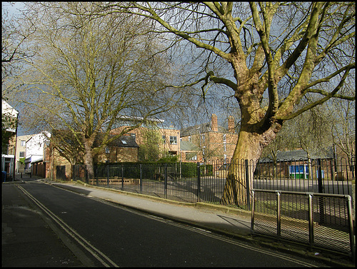 playground trees