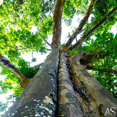 Diospyros atrata (Sri Lanka only), Royal Botanic Gardens of Peradeniya, Kandy