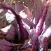 DSCF3485