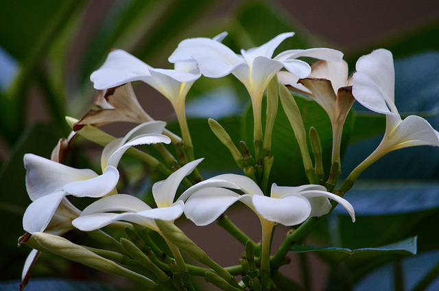 Plumeria - Kokohead Crater Botanical Gardens