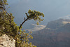 Grand Canyon, Trees