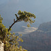 Grand Canyon, Trees