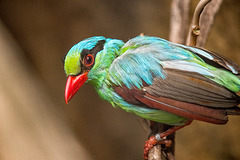 Java green magpie