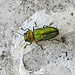 20200609 8267CPw [D~LIP] Glänzender Eckschildprachtkäfer (Anthaxia nitidukda) [m], Bad Salzufle