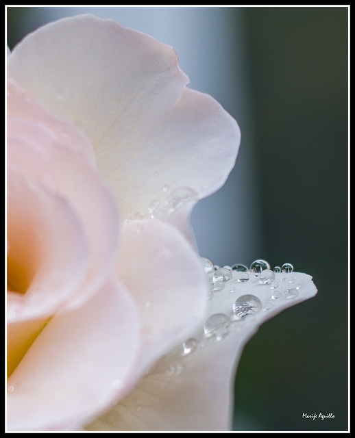 Gotas sobre rosa