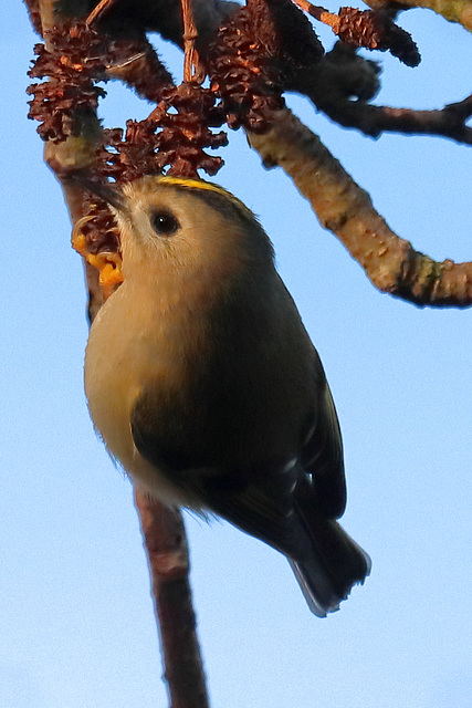 EOS 90D Peter Harriman 12 41 26 02235 goldcrest dpp