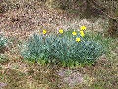SoS[25] - daffs in the wildwood